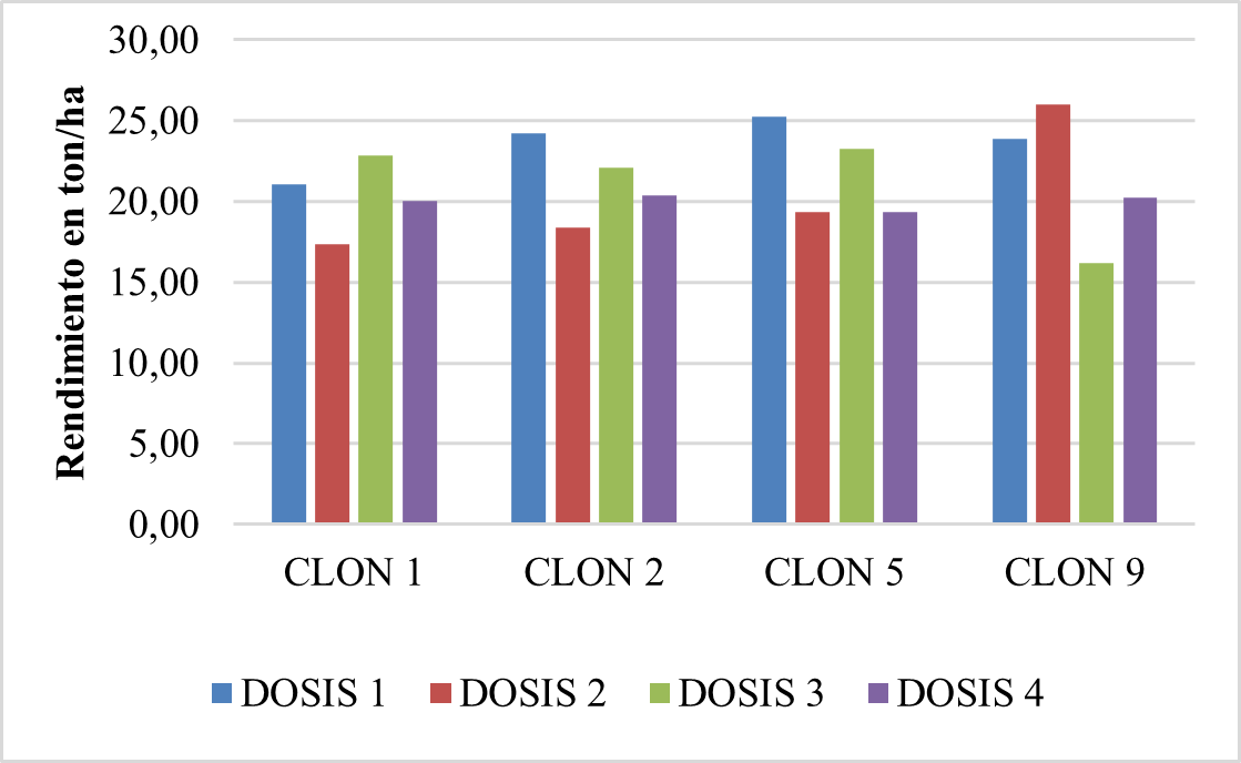 Figura 4. Comparación del rendimiento de cada clon de acuerdo con cada dosis utilizada